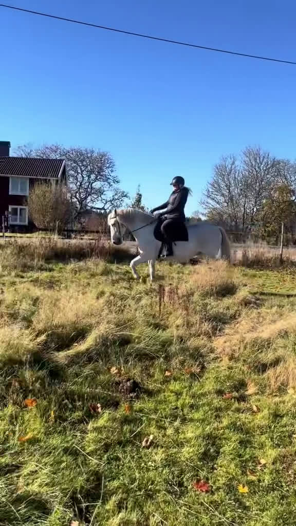 Allround hästar sökes: Bästavän sökes🥰 i Jönköping - Video 4