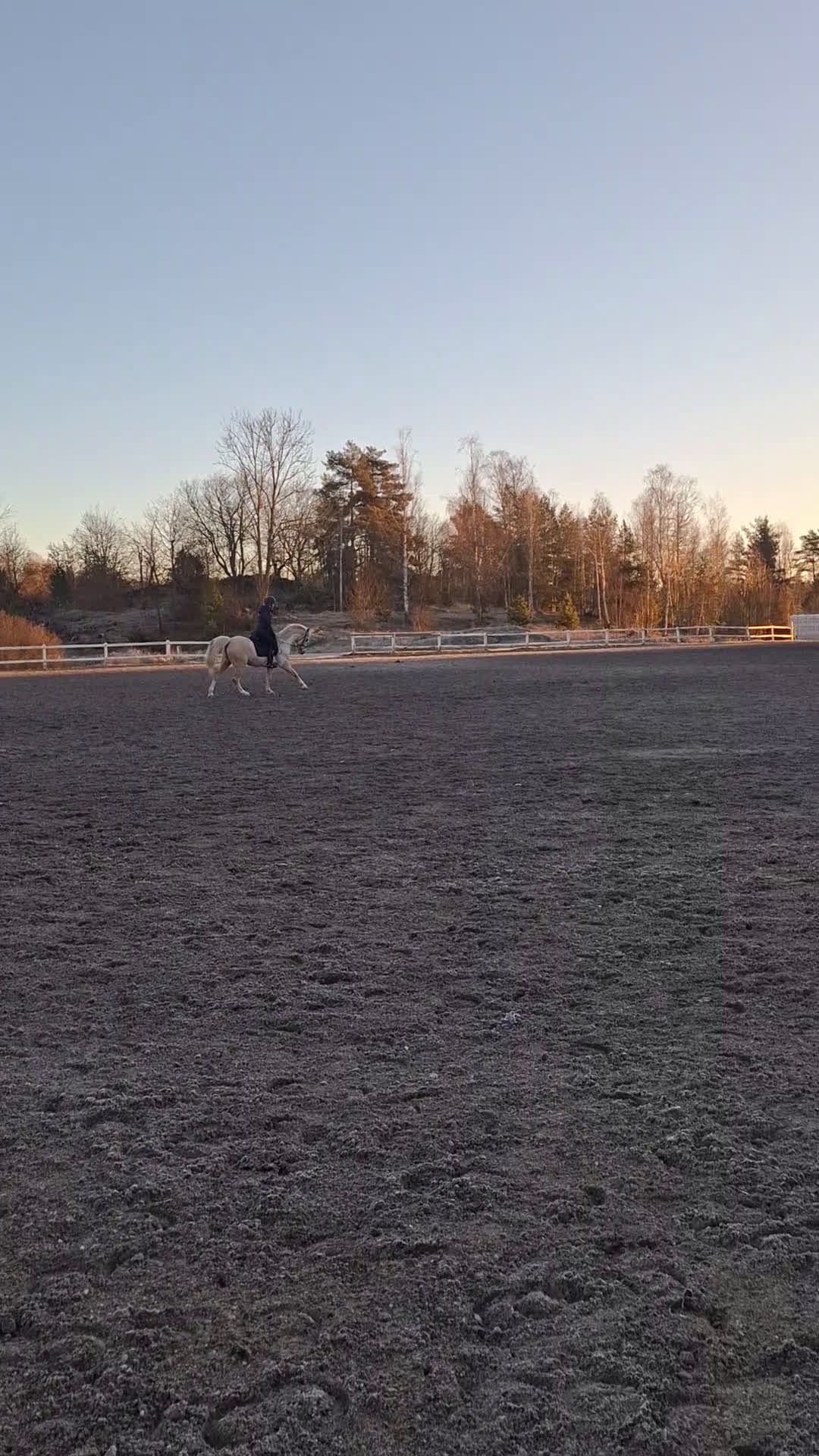 Dressyr hästar till salu: Maxad C med stor utstrålning  - Video 4