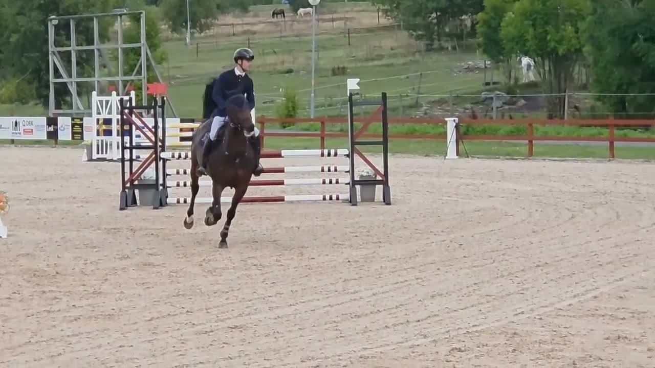 Hoppning hästar till salu: Välhoppande sto  - Video 2