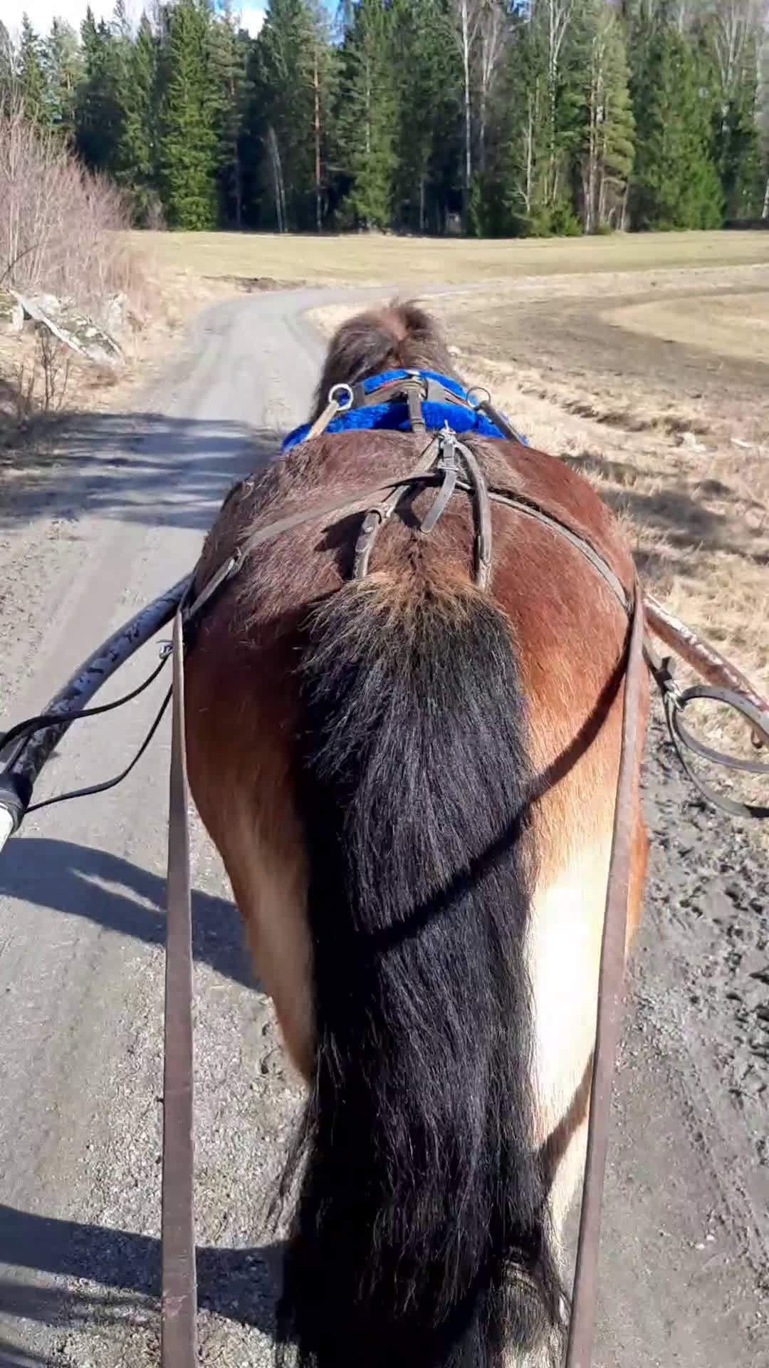 Körning hästar till salu: Fin körhäst i Enånger - Video 2