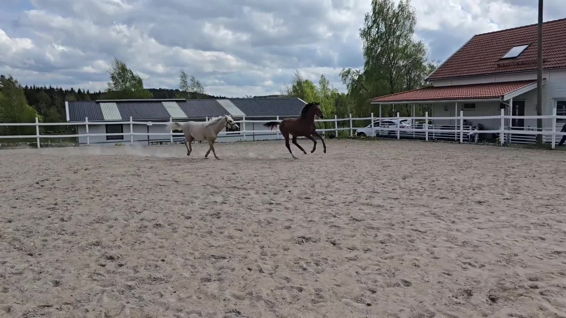 Allround hästar till salu: Sagohäst med ljuvligt temperament  - Video 1