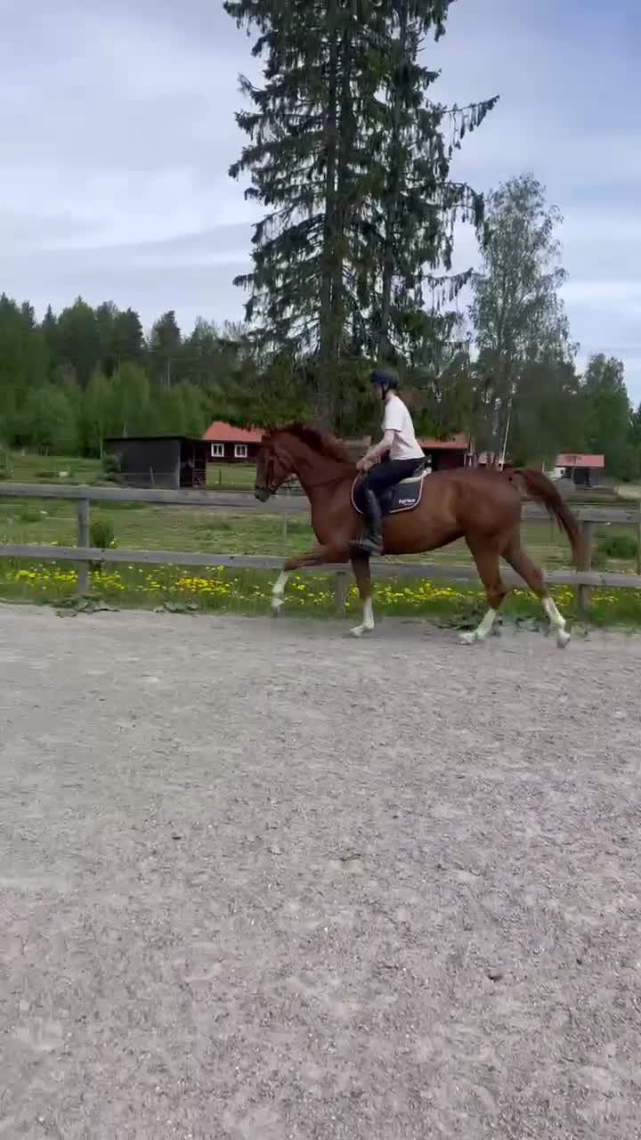 Hoppning hästar till salu: Fantastiskt sto klar för Falsterbo - Video 2