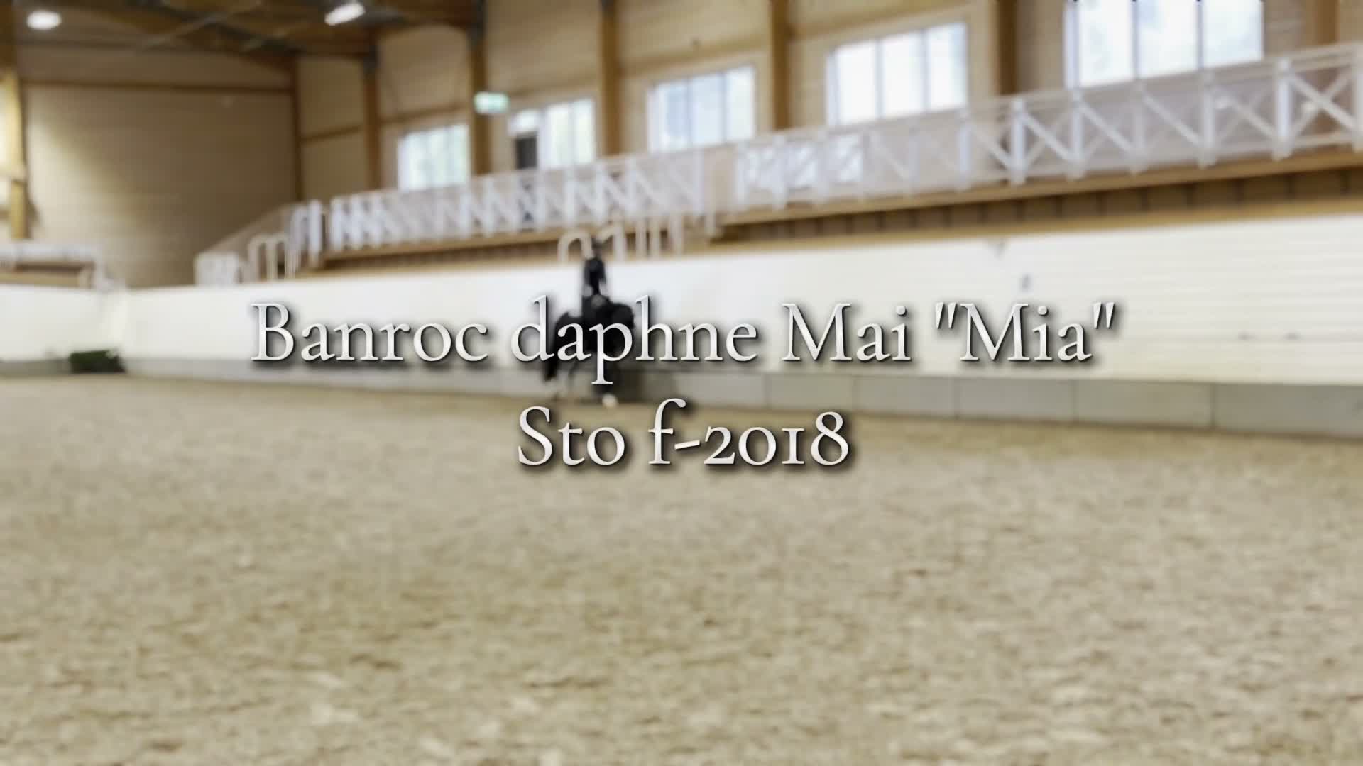 Allround hästar till salu: Ponny att forma själv! - Video 2