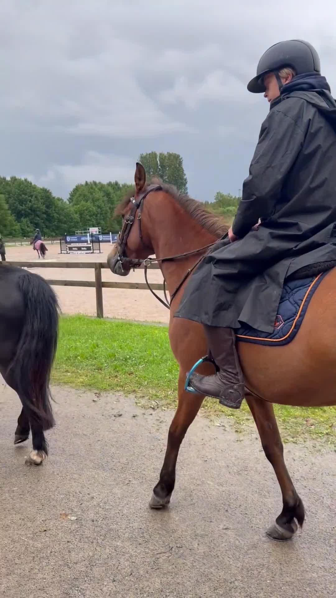Hoppning hästar till salu: Lovande ungponny - Video 4