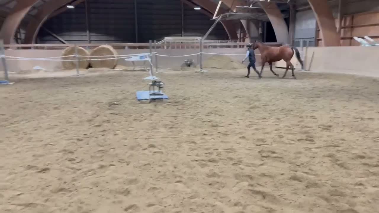 Hoppning hästar till salu: 3-årigt SWB sto av mindre modell  - Video 2