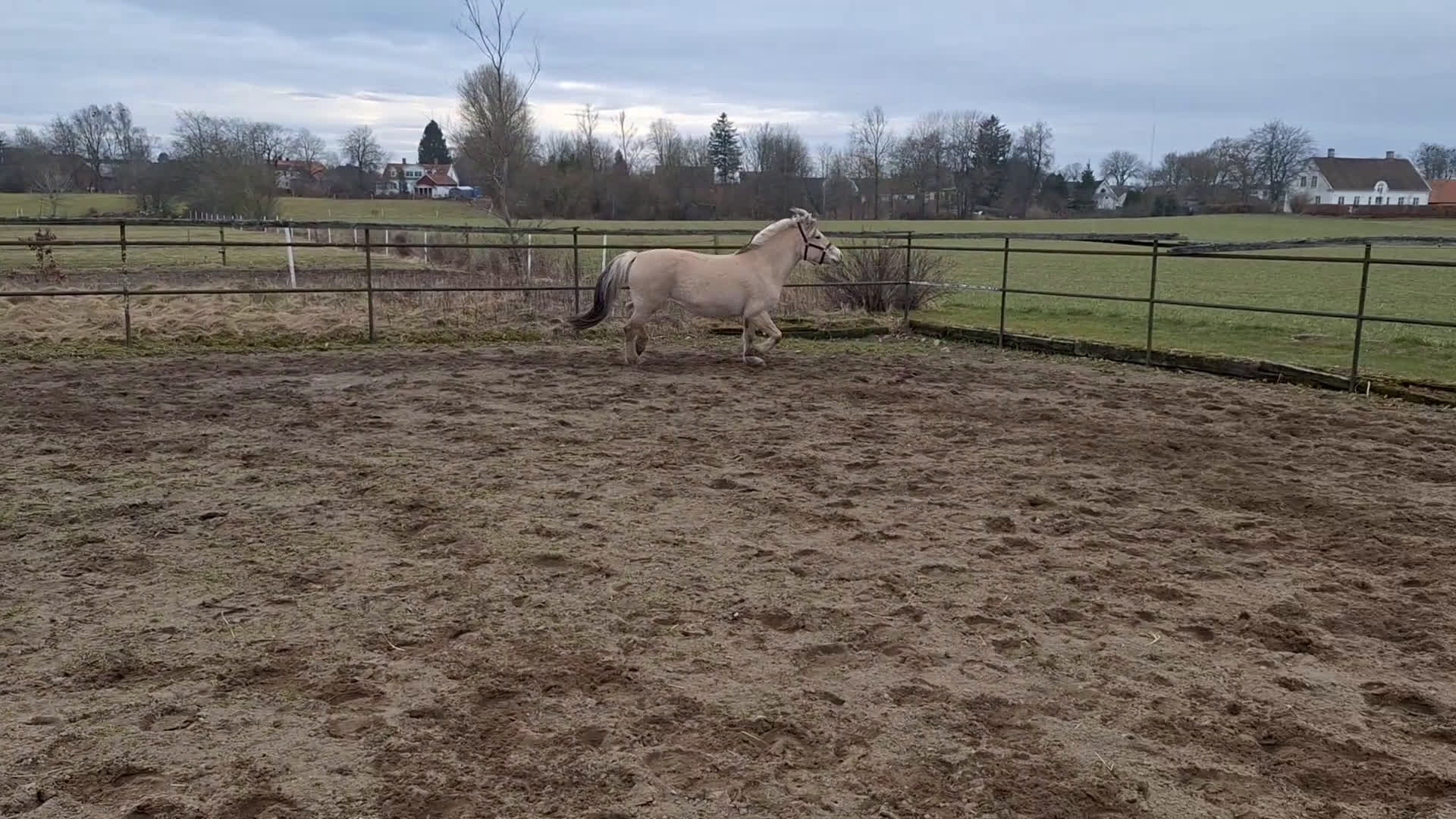 Allround hästar till salu: Trevligt 4 års sto - Video 2