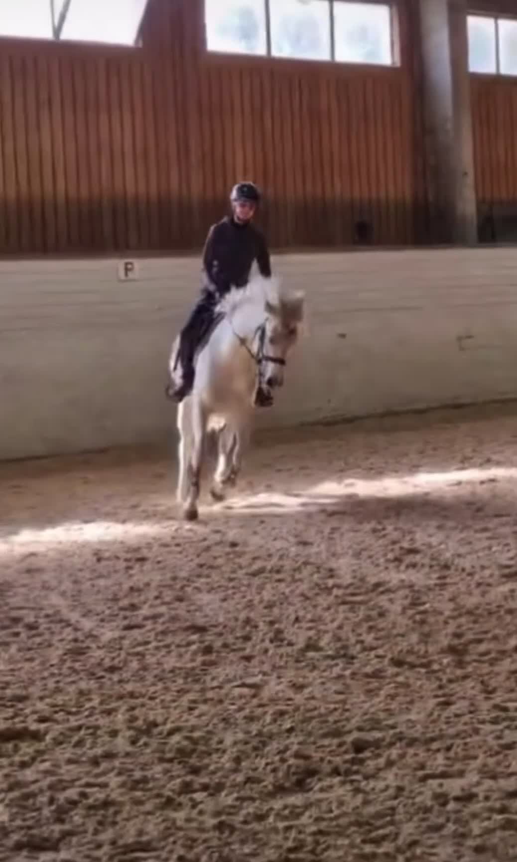 Allround hästar till salu: Trevlig ponny - Video 1