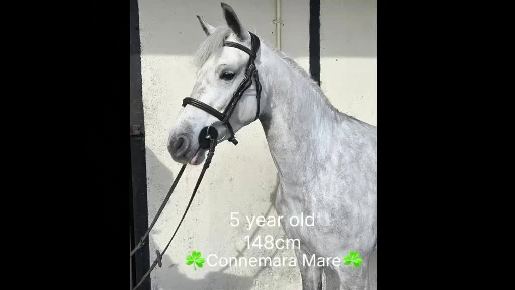 Hoppning hästar till salu: Attyrory Horses i Vrigstad - Video 5