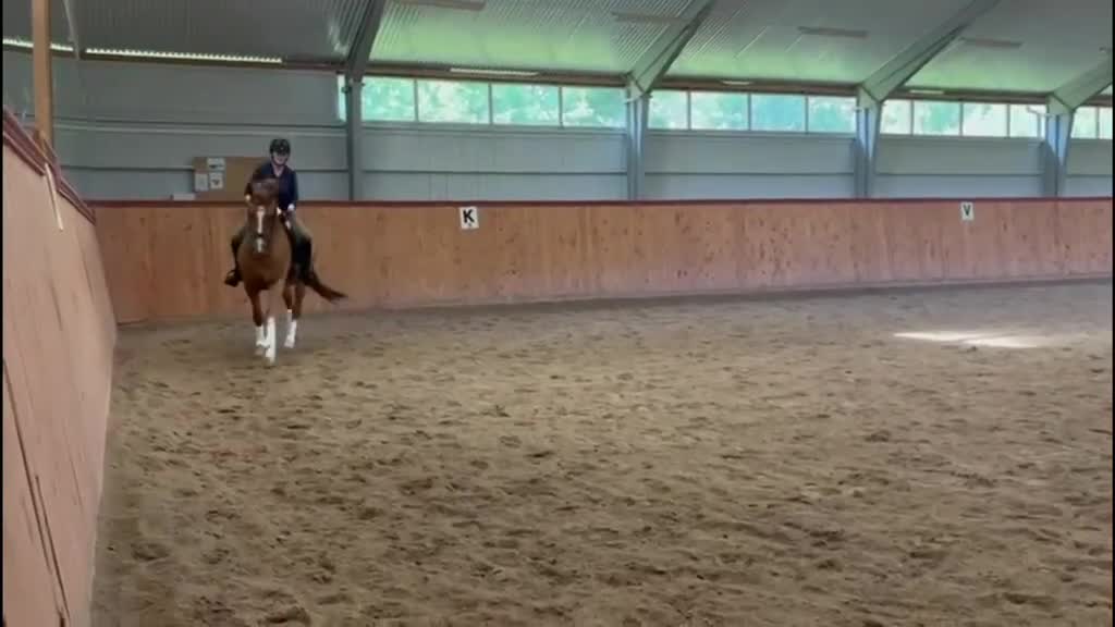 Dressyr hästar till salu: Snygg Dressyrvalack med Hingstkaraktär.  - Video 1