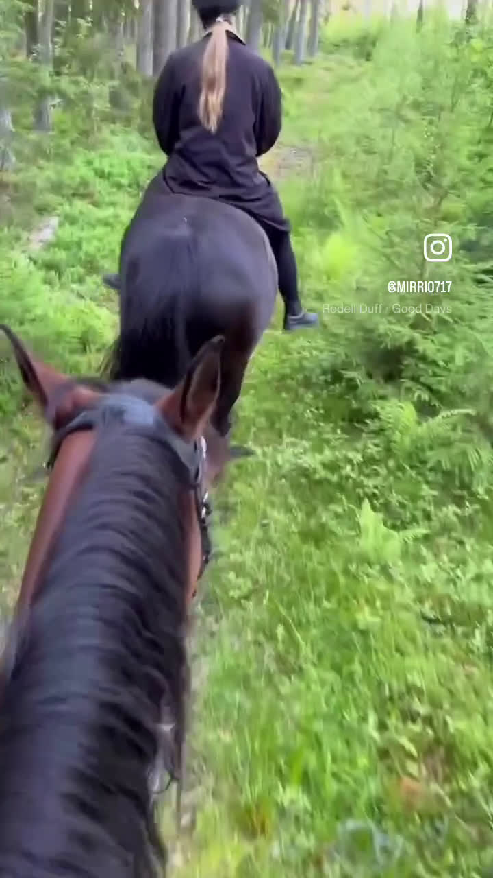  foderhäst finnes: Dressyrsto foder/köp - Video 2