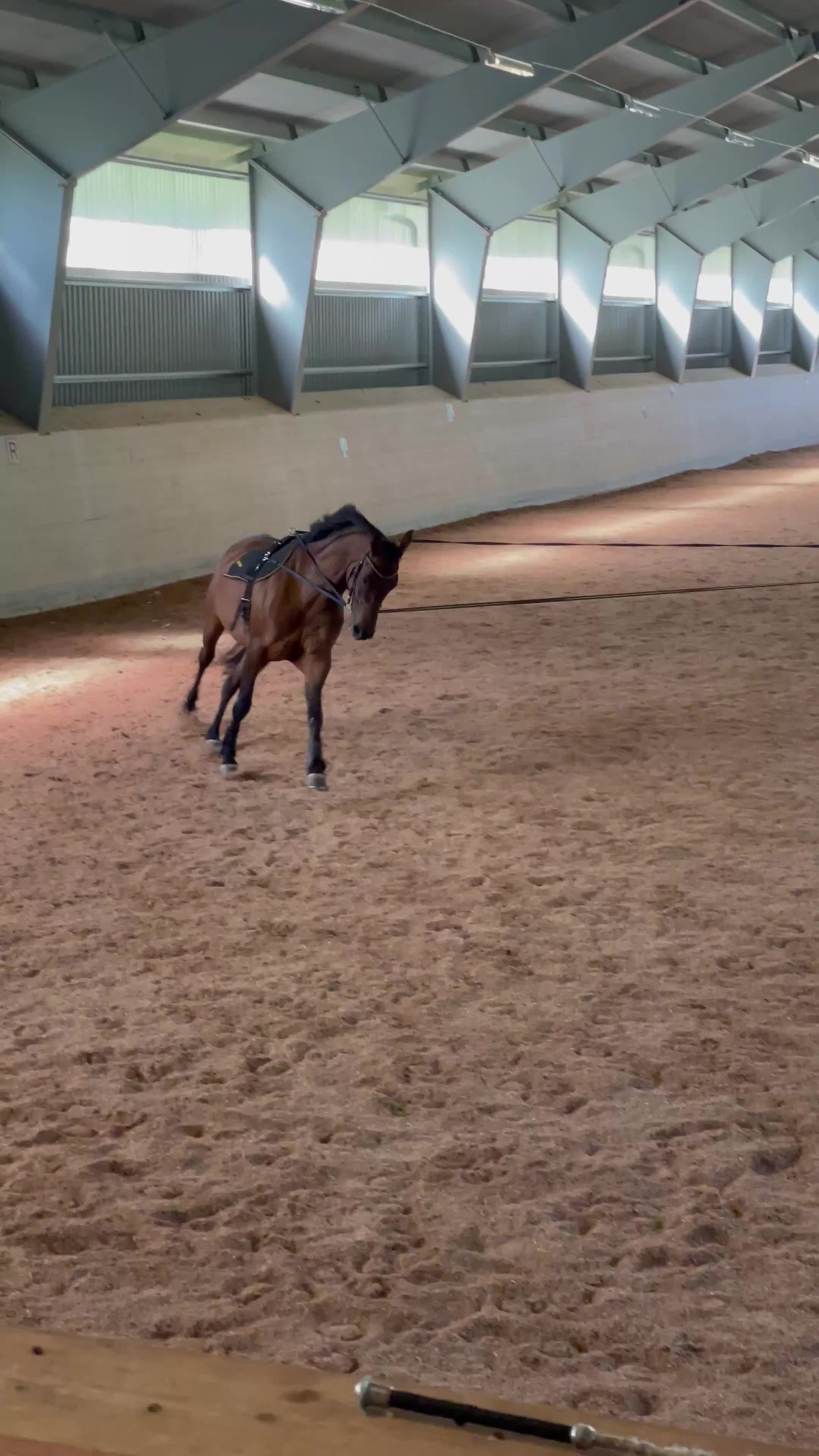 Avelshästar hästar till salu: Avelssto eller sällskap i Matfors - Video 1
