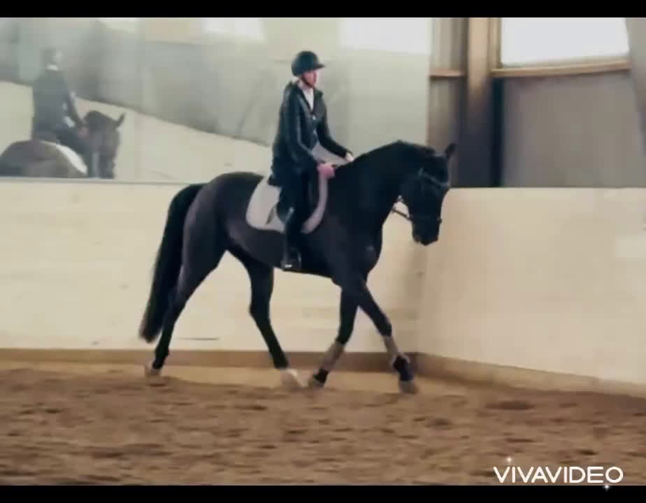Allround hästar till salu: Välriden valack - Video 1