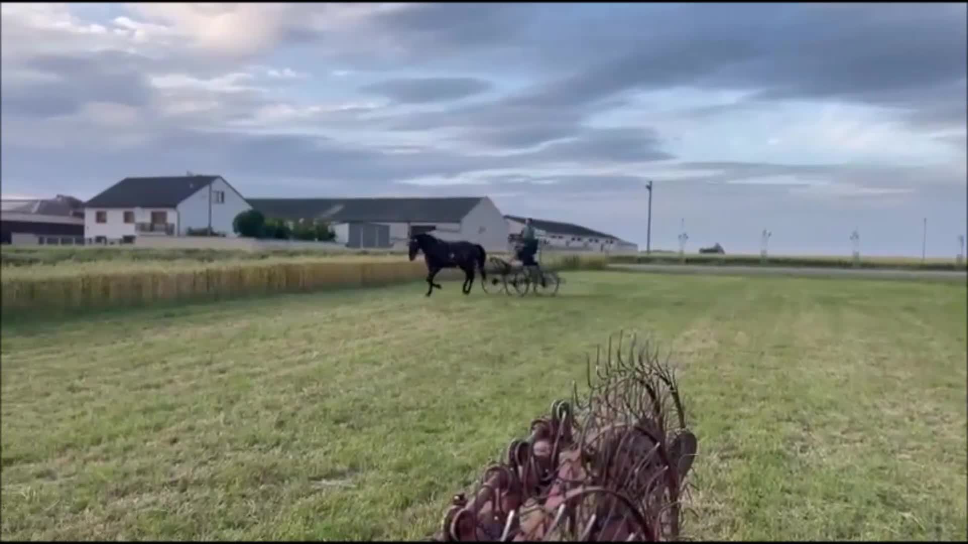 Allround hästar till salu: Stunning Premium Allrounder - Video 2