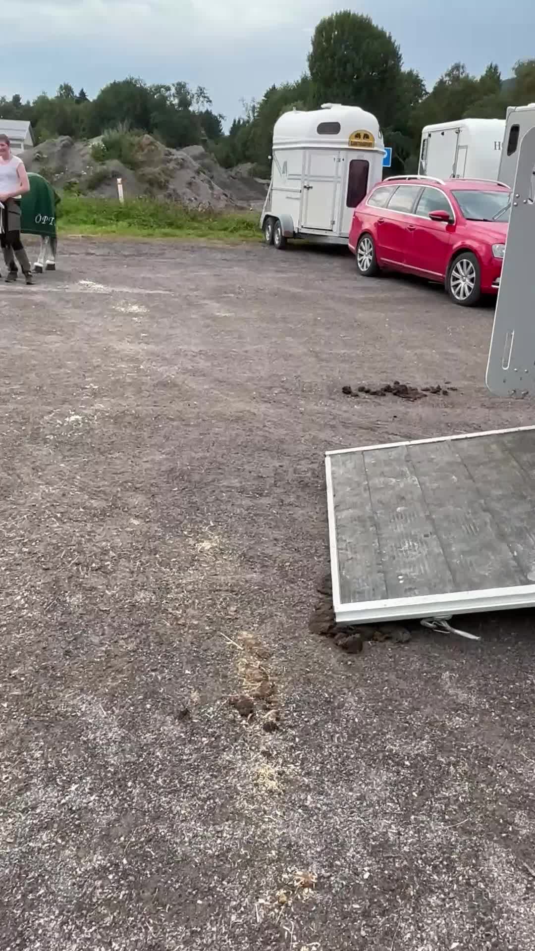 Allround hästar till salu: Trevlig ponny söker ny kompis!  i Frösön - Video 1
