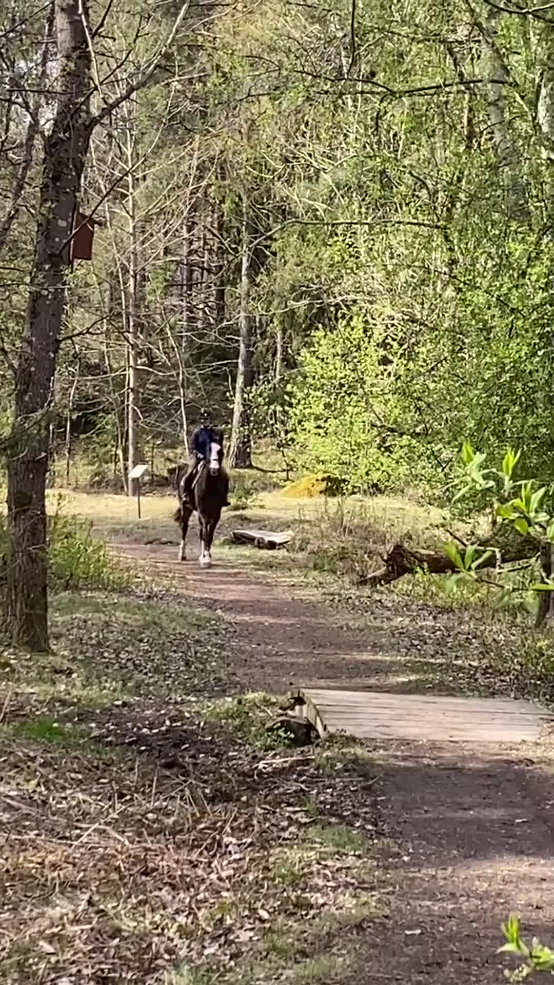 Hoppning hästar till salu: Härlig hopptalang med underbart temperament - Video 4