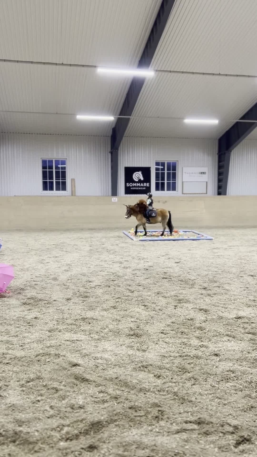 Allround hästar till salu: Charmig kille med humor - Video 3
