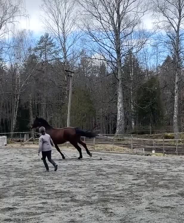 Allround hästar till salu: Stor fin ridhäst 🌟 - Video 2