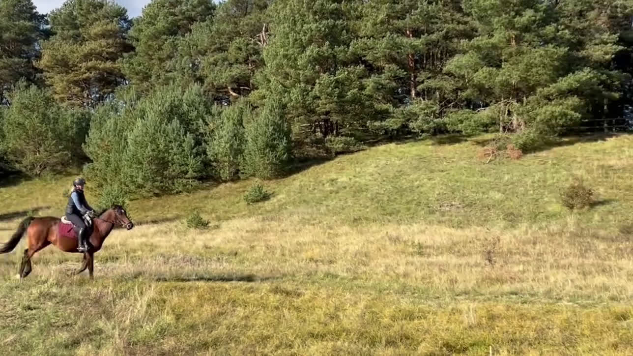 Dressyr hästar till salu: Fint sto efter Totilas Ampere i Flyinge - Video 2
