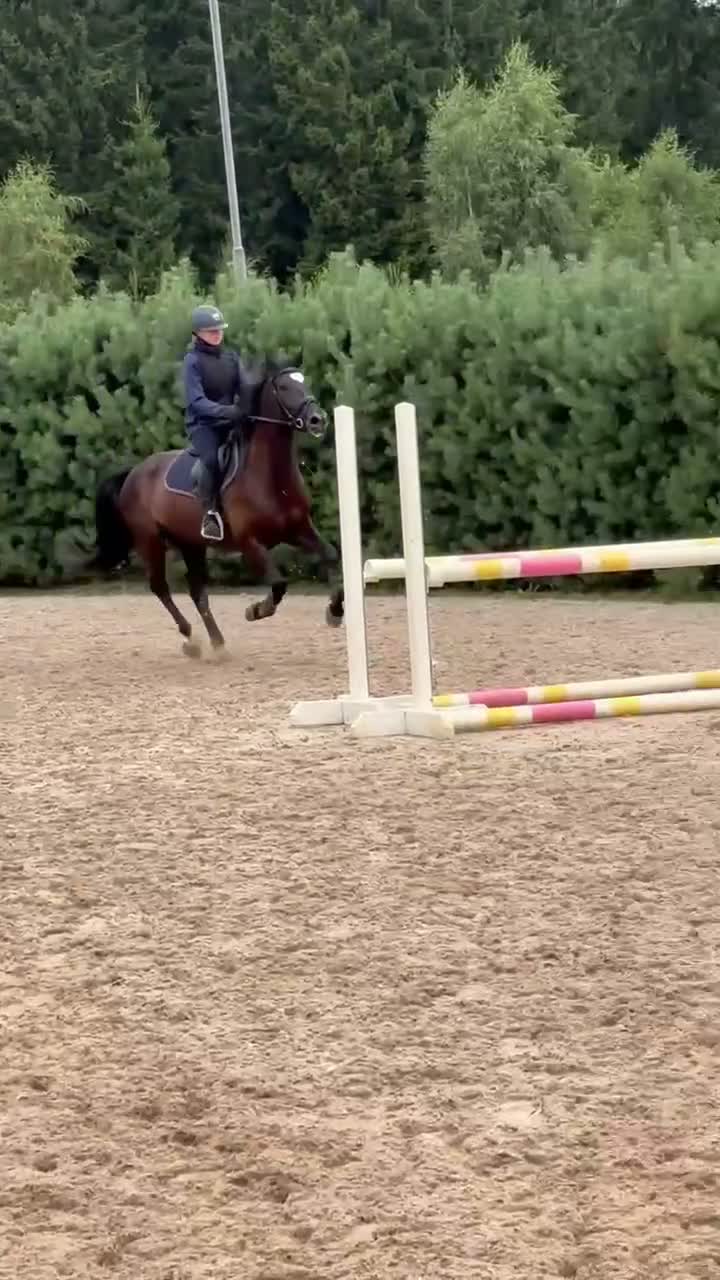 Allround hästar till salu: Snygg C ponny med potential  - Video 2