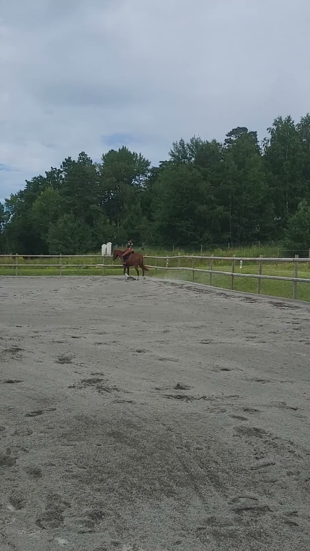Övrigt hästar till salu: 7-årig valack söker hem som skogsmulle - Video 2