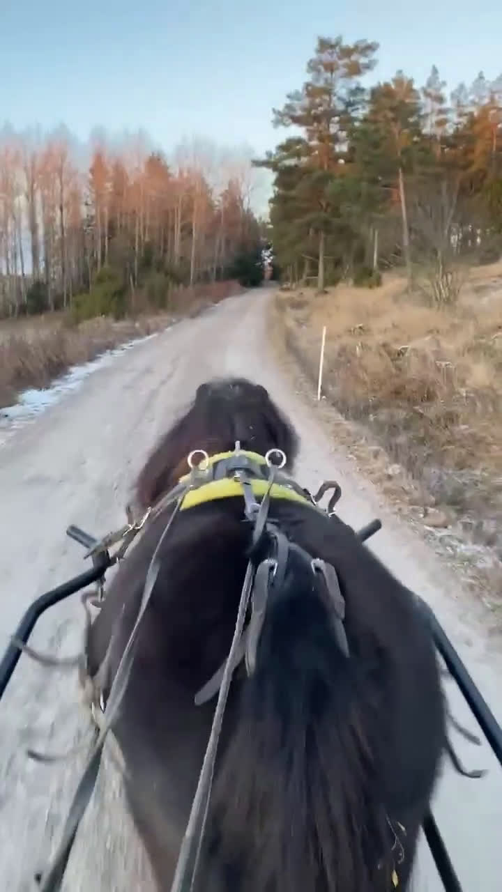 Allround hästar till salu: Fin shetlandsvalack - Video 1
