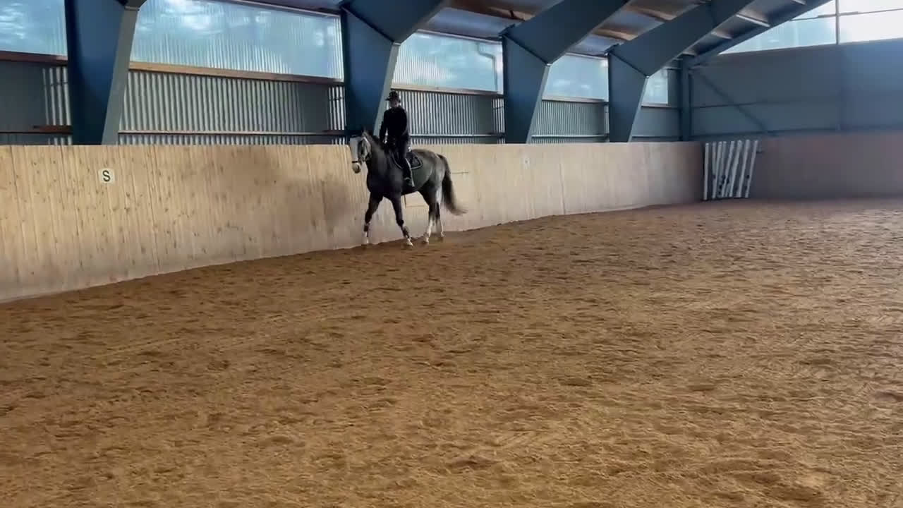 Hoppning hästar till salu: karismatisk unghäst med utvecklingspotential  - Video 2