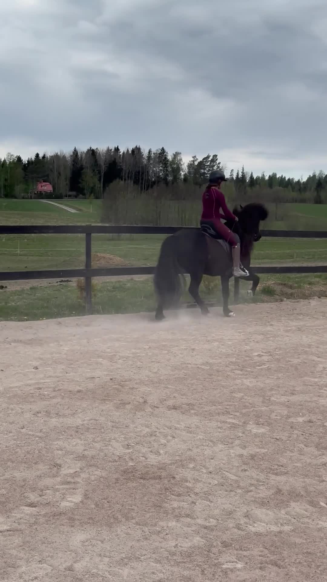 Island hästar till salu: Prins Garpur 👑  - Video 4