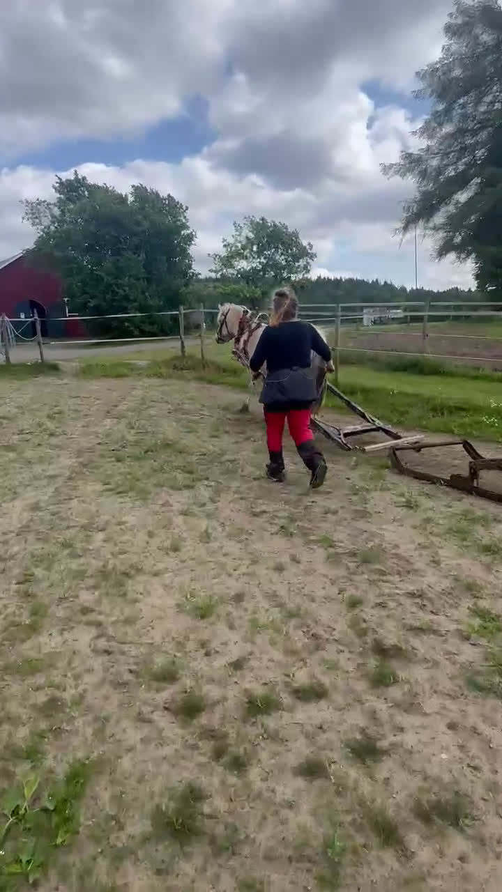 Allround hästar till salu: Välarbetad unghäst  i Östansjö - Video 3