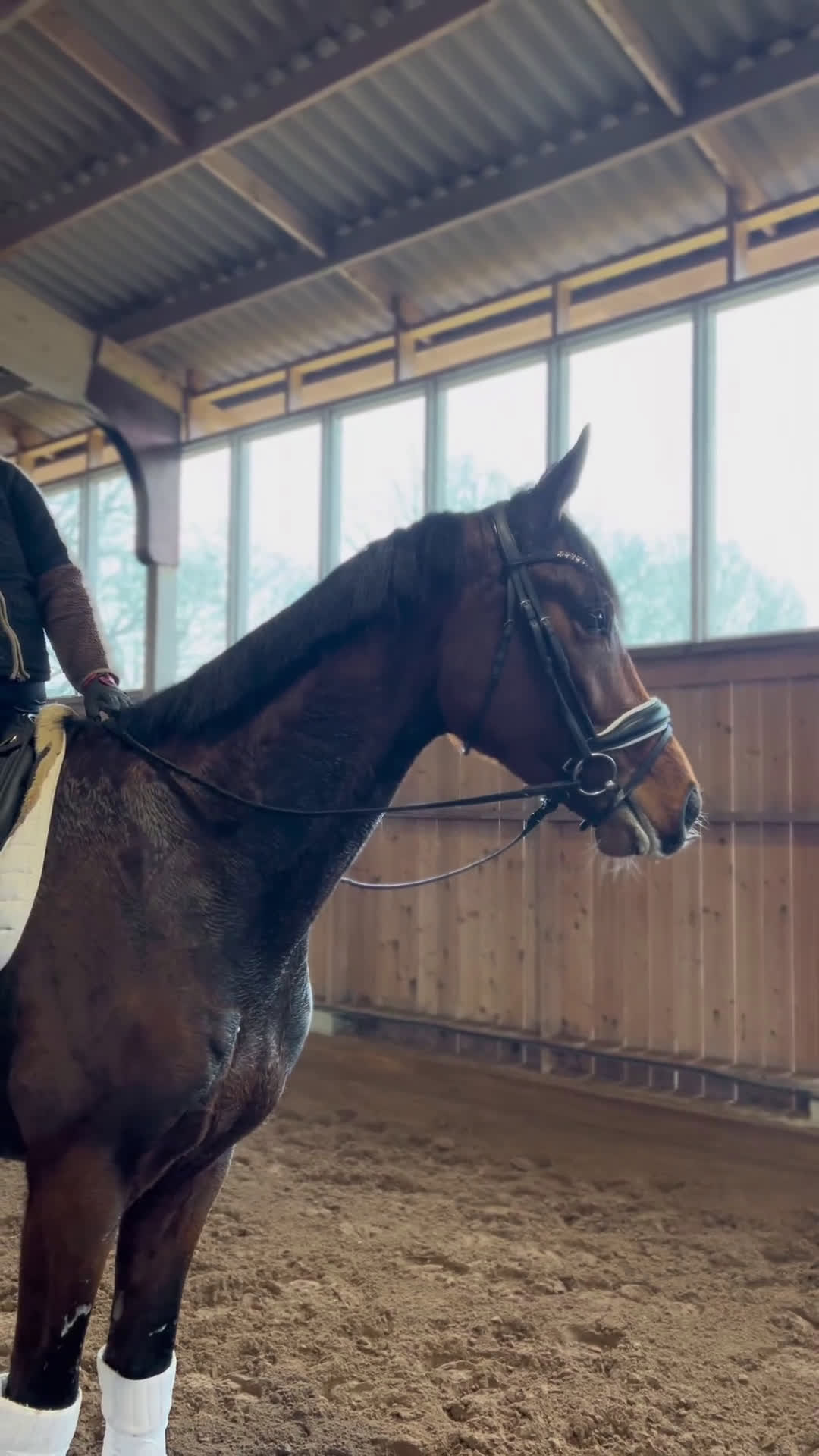 Dressyr hästar till salu: Framtida superstjärna - Video 1