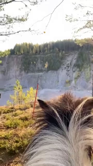 Island hästar till salu: Stor, 90% bombsäker, viktbärande valack i Degerfors - Video 3