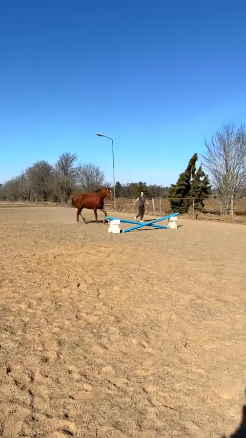 Allround hästar till salu: Super fin tjej i Tenhult - Video 3