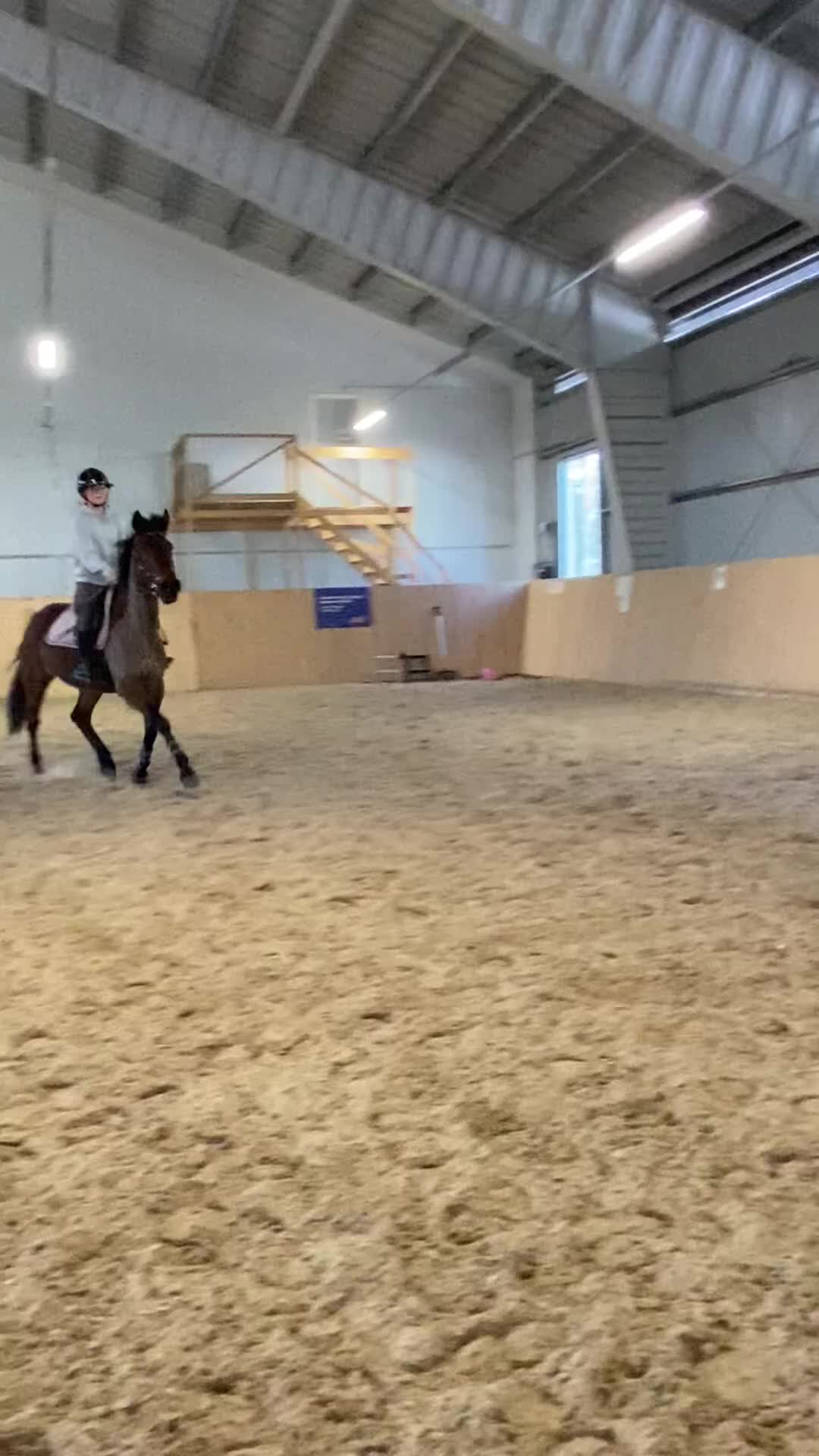 Allround hästar till salu: Trevlig lättsam häst till hobby/avel i Östersund - Video 1