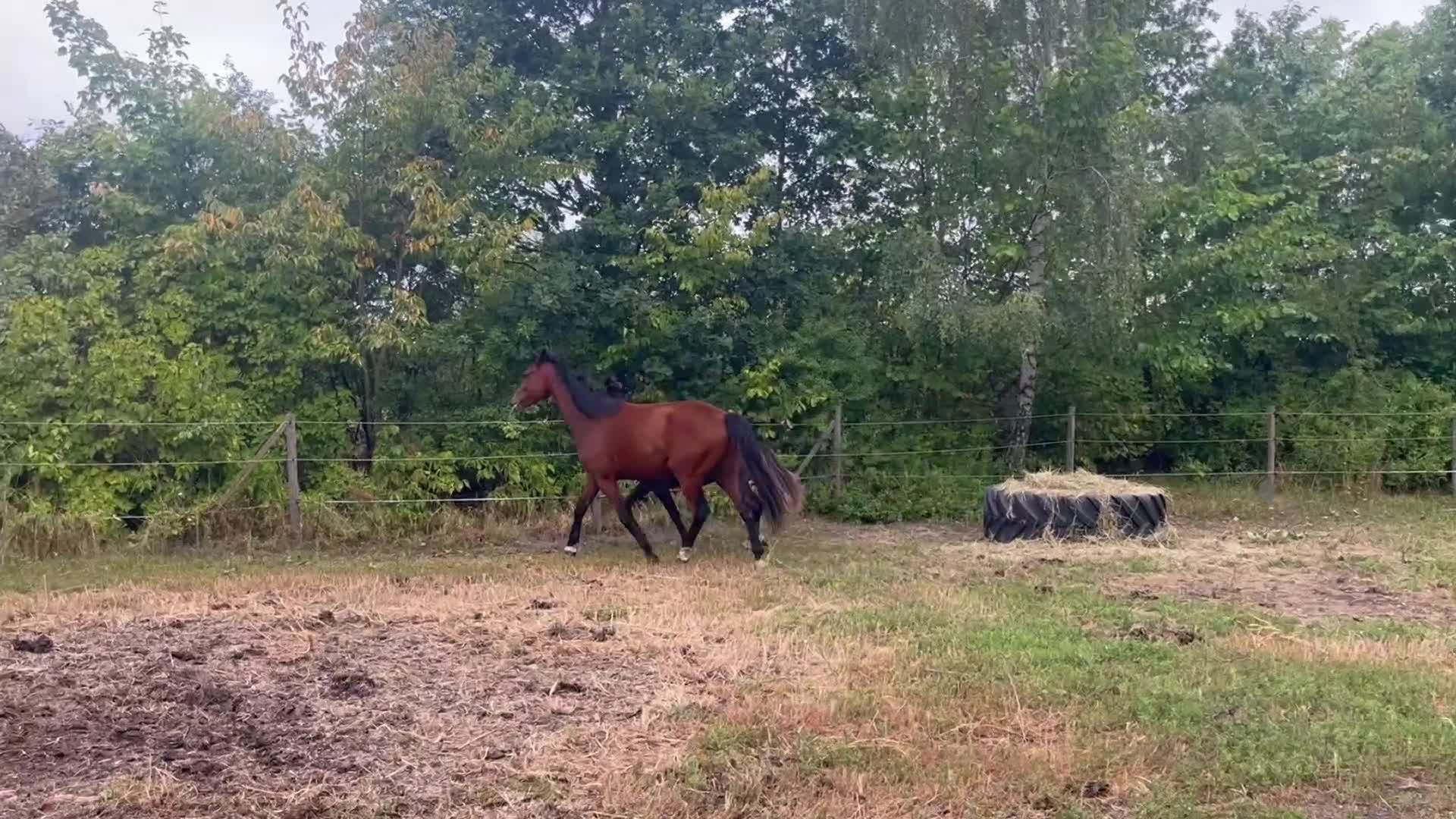 Hoppning hästar till salu: Blivande tävlingsponny - Video 1