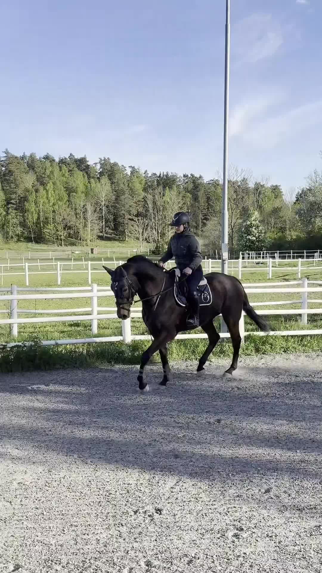Allround hästar till salu: Nallebjörn med hjärta av guld söker ny bästis - Video 2
