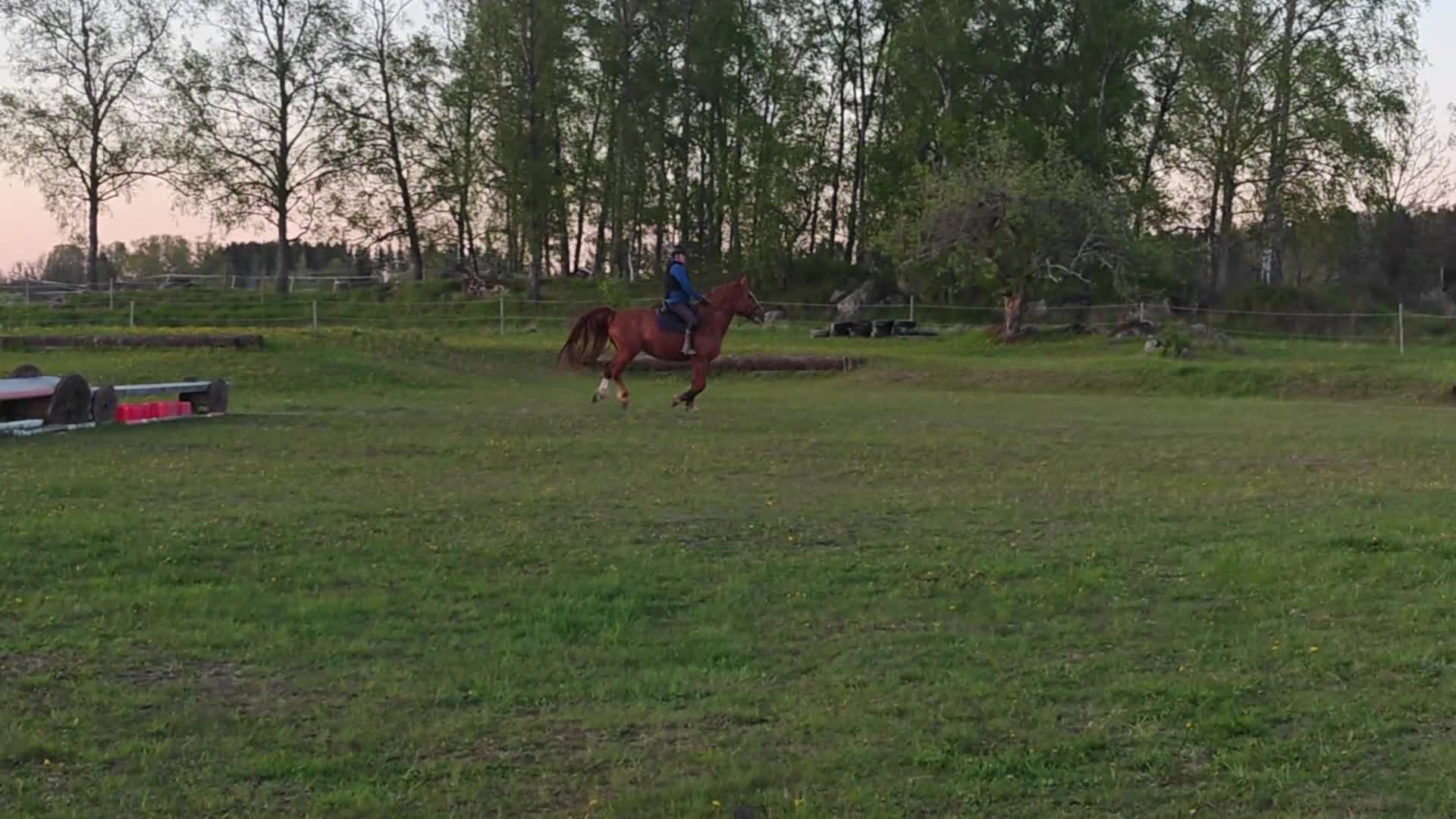 Allround hästar till salu: Stor viktbärande fux sto - Video 1