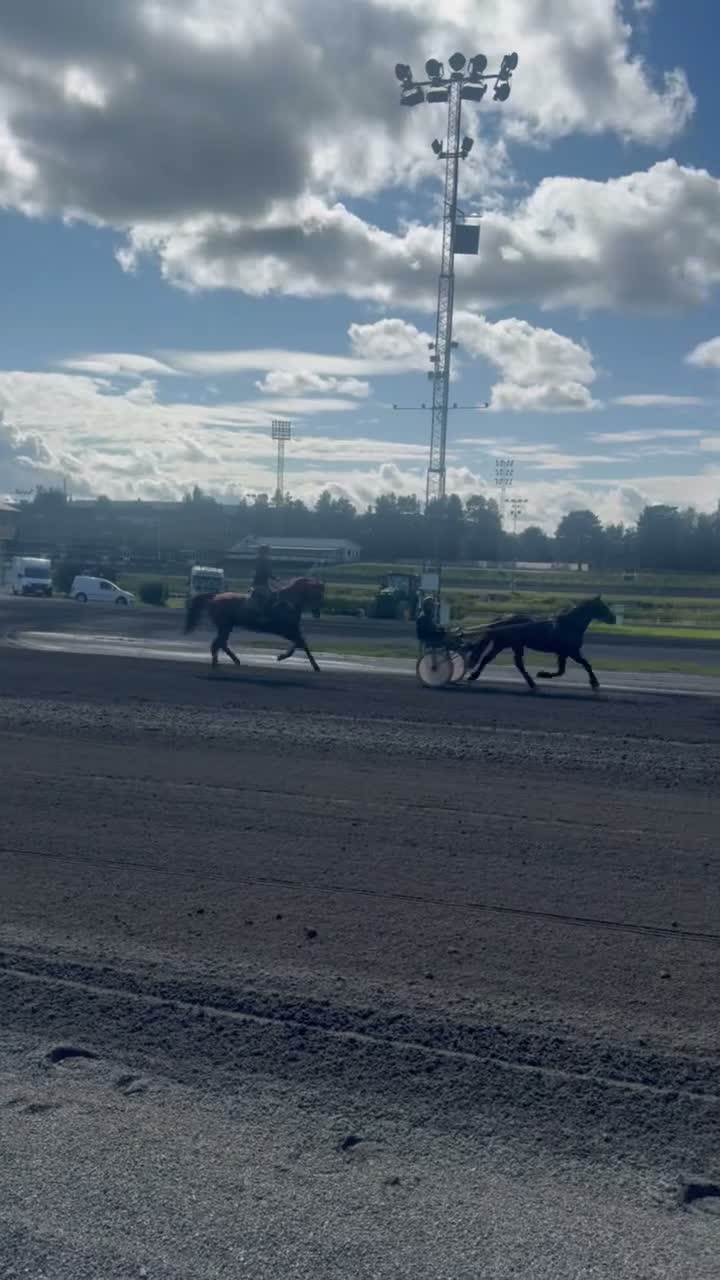 Trav hästar till salu: Kallblodskille till trav eller allround  - Video 1
