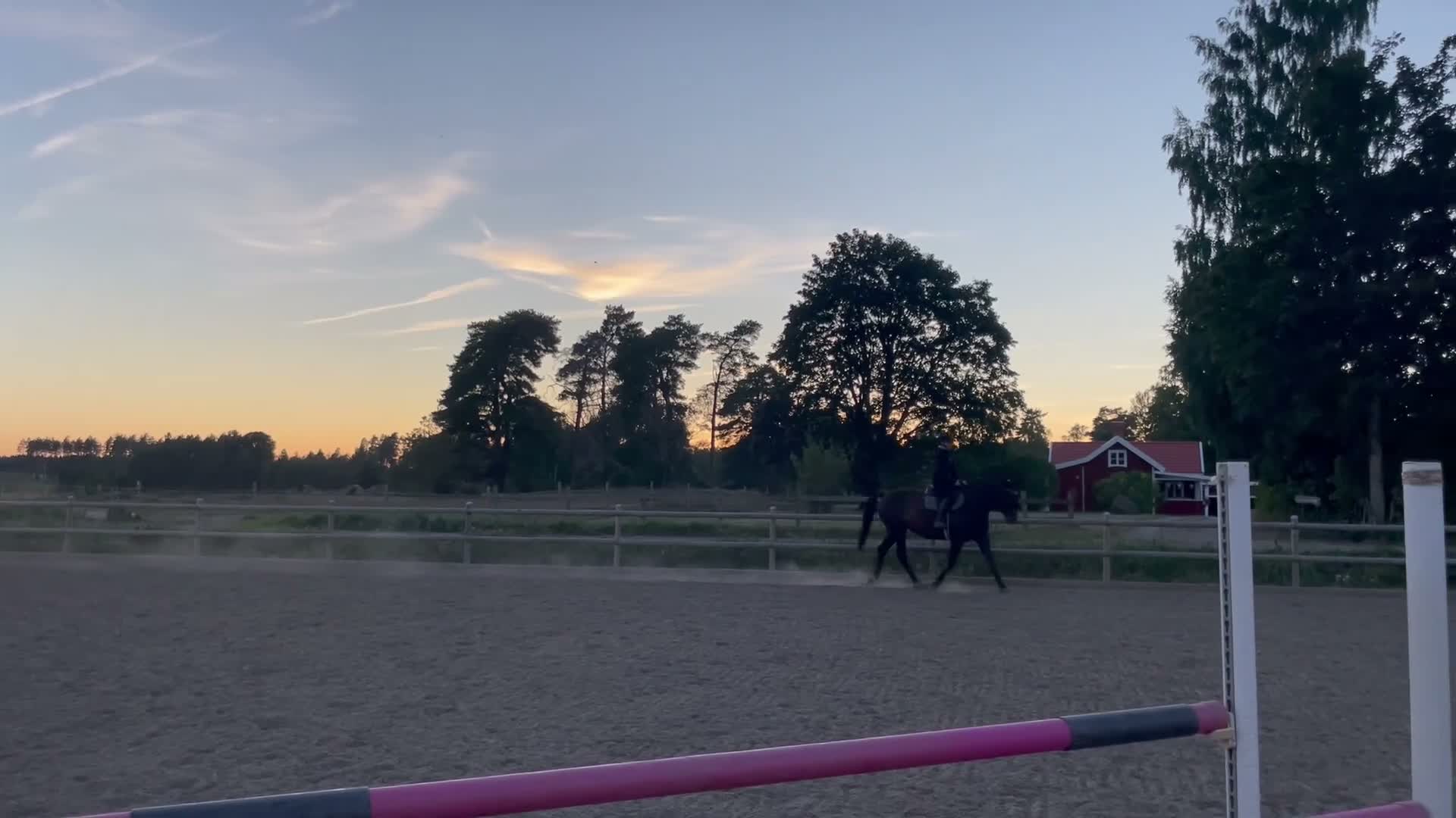 Allround hästar till salu: Till dig som söker en bästa vän! - Video 1
