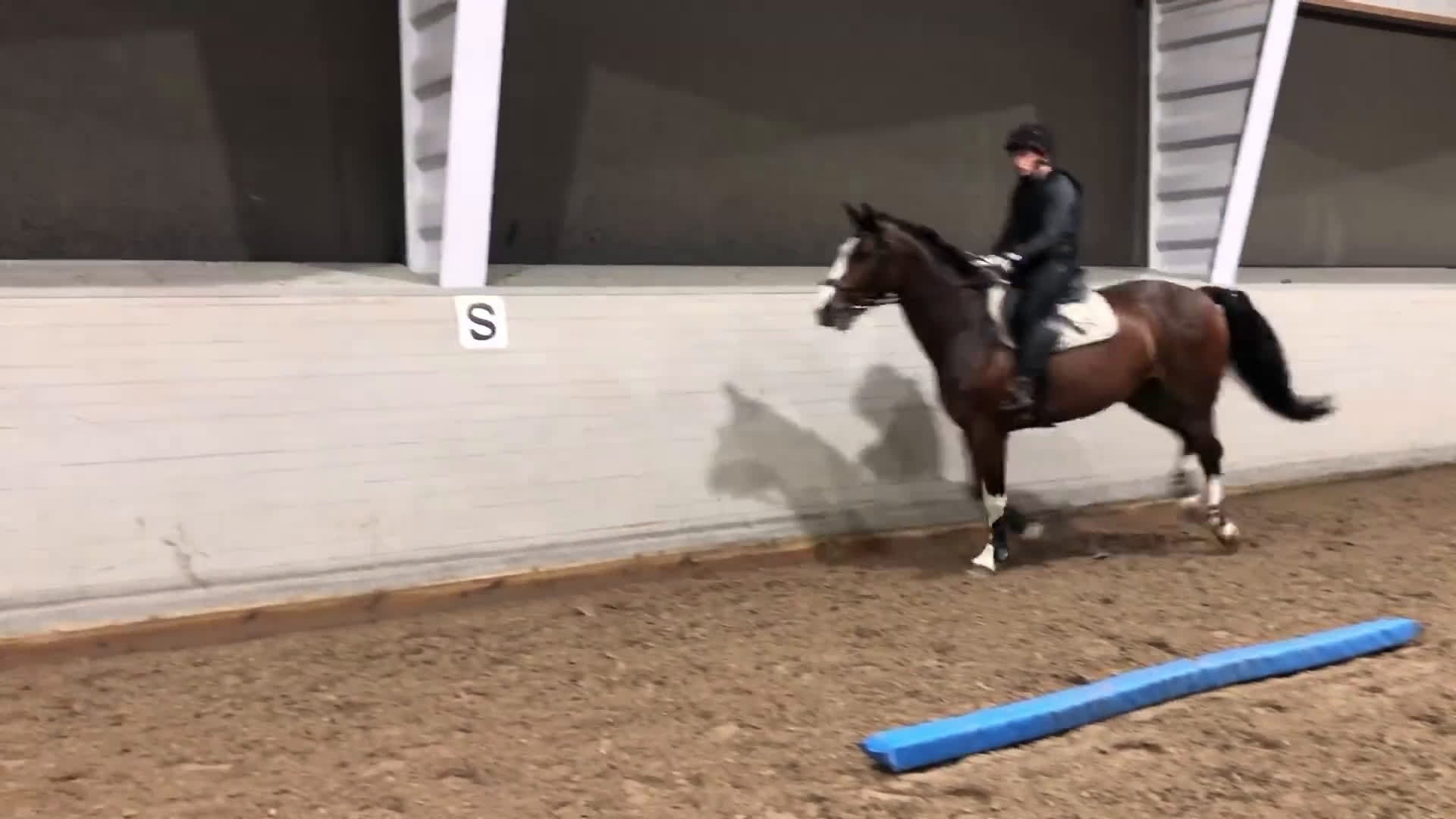 Hoppning hästar till salu: Fint hoppsto utlånas för avel - Video 1