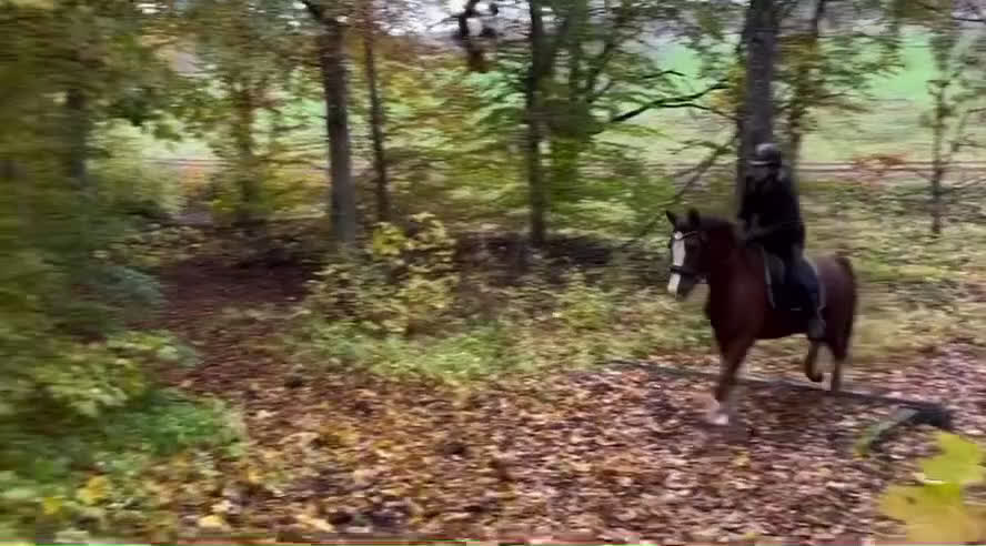 Allround hästar till salu:  Superhäftig och vacker C-ponny i Linköping - Video 2