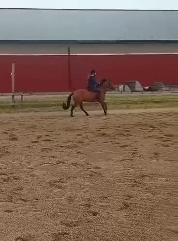 Allround hästar till salu: Ponny för hoppning eller terräng - Video 1