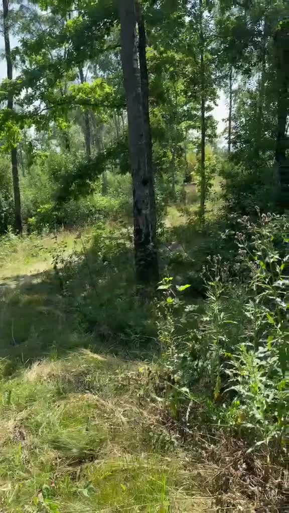 Allround hästar till salu: Förstaponny/ verksamhet/ Bästa kompis  - Video 1