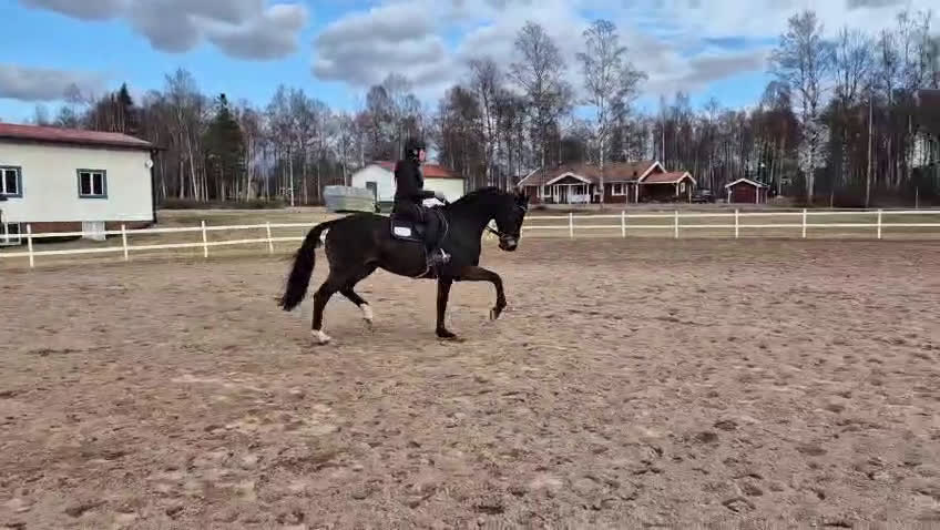 Allround hästar till salu: Superfin kwpn-valack! i Nusnäs - Video 2