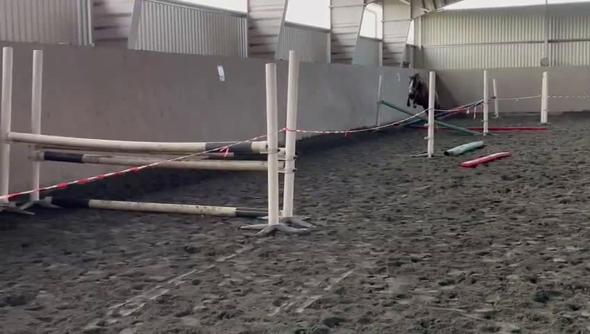 Allround hästar till salu: Fin ponny att fortsätta forma - Video 1