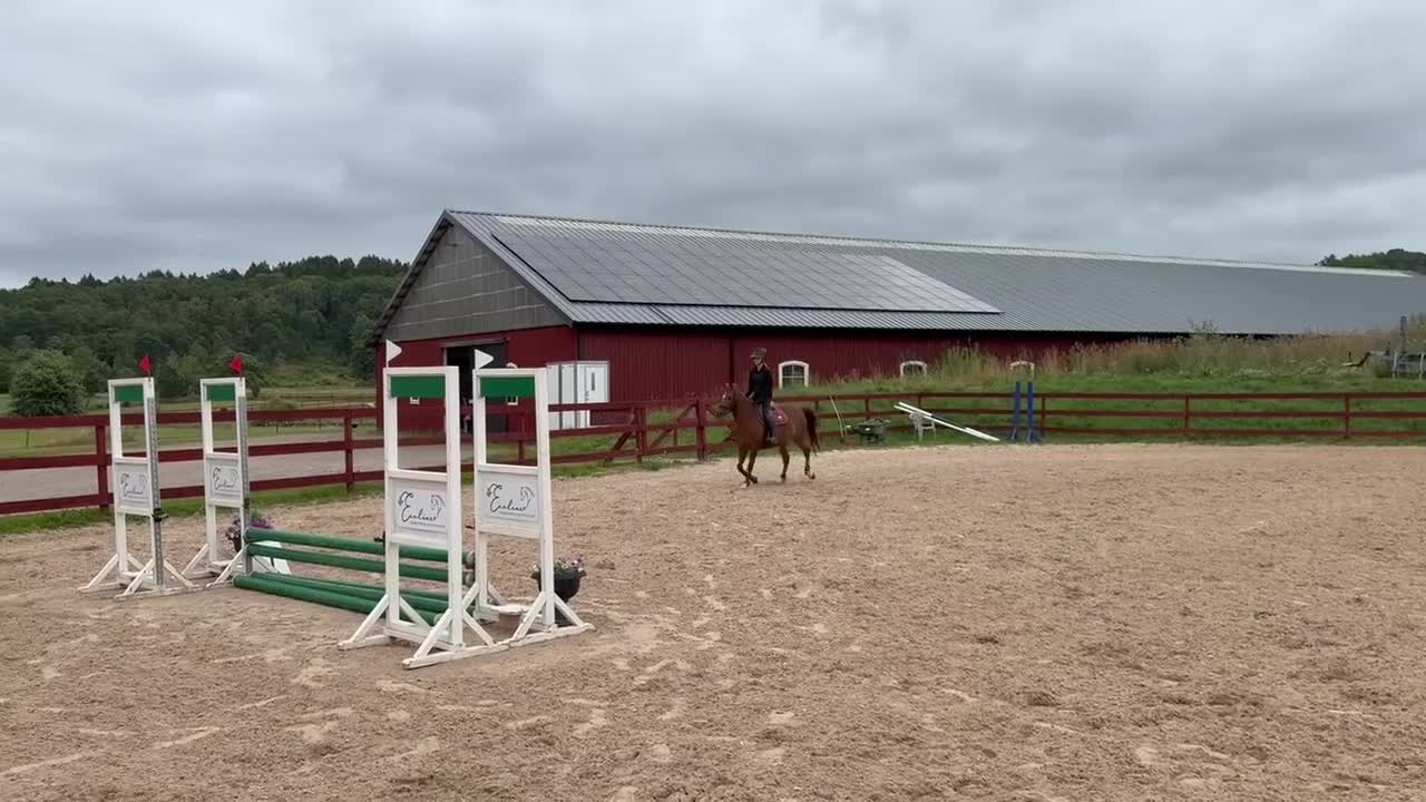Hoppning hästar till salu: Trevlig tävlingsponny - Video 3