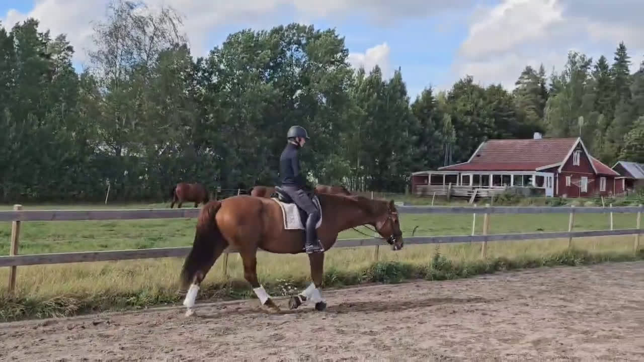 Dressyr hästar till salu: Mycket fint dressyrsto  i Skövde - Video 3