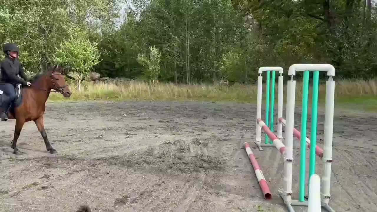 Hoppning hästar till salu: Fantastisk Dponny med hjärta och potential  - Video 3