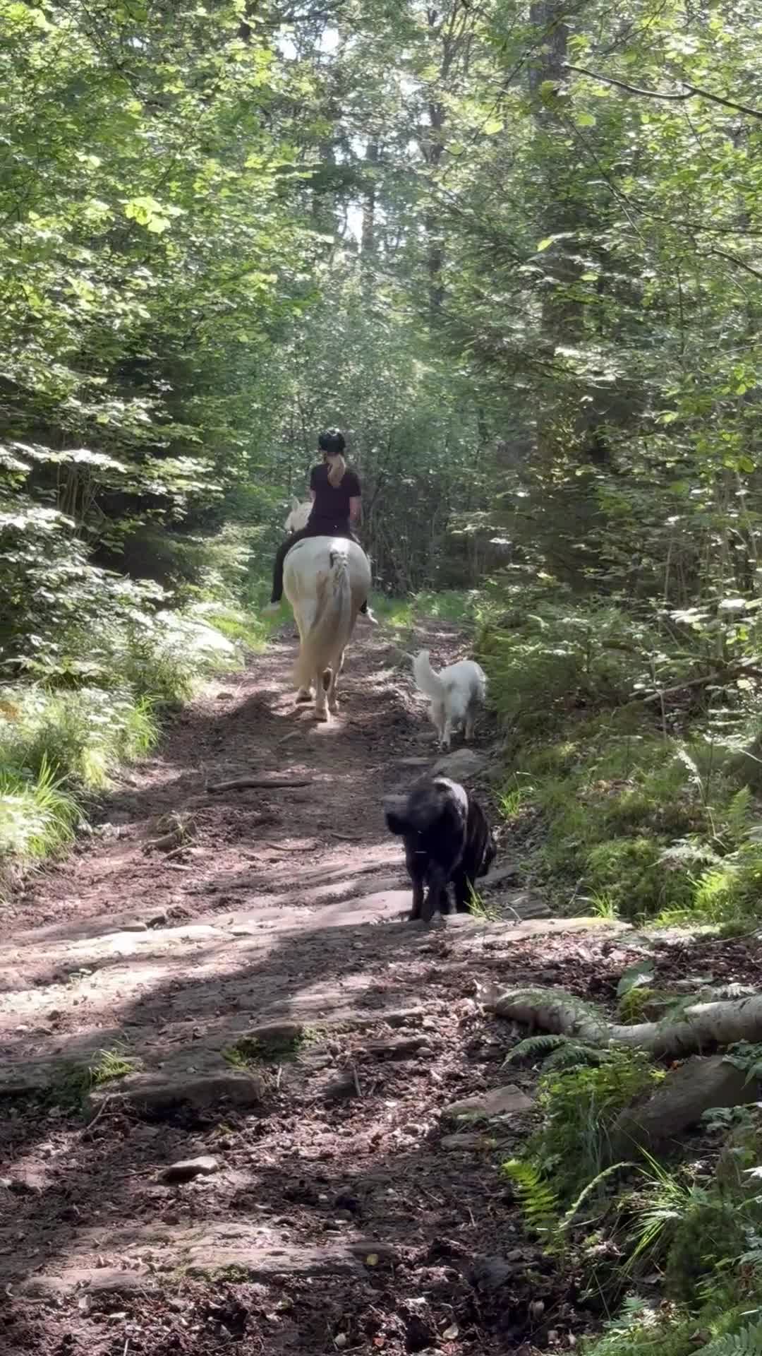  stallplats finnes: Lösdriftplats i Lindome  - Video 1