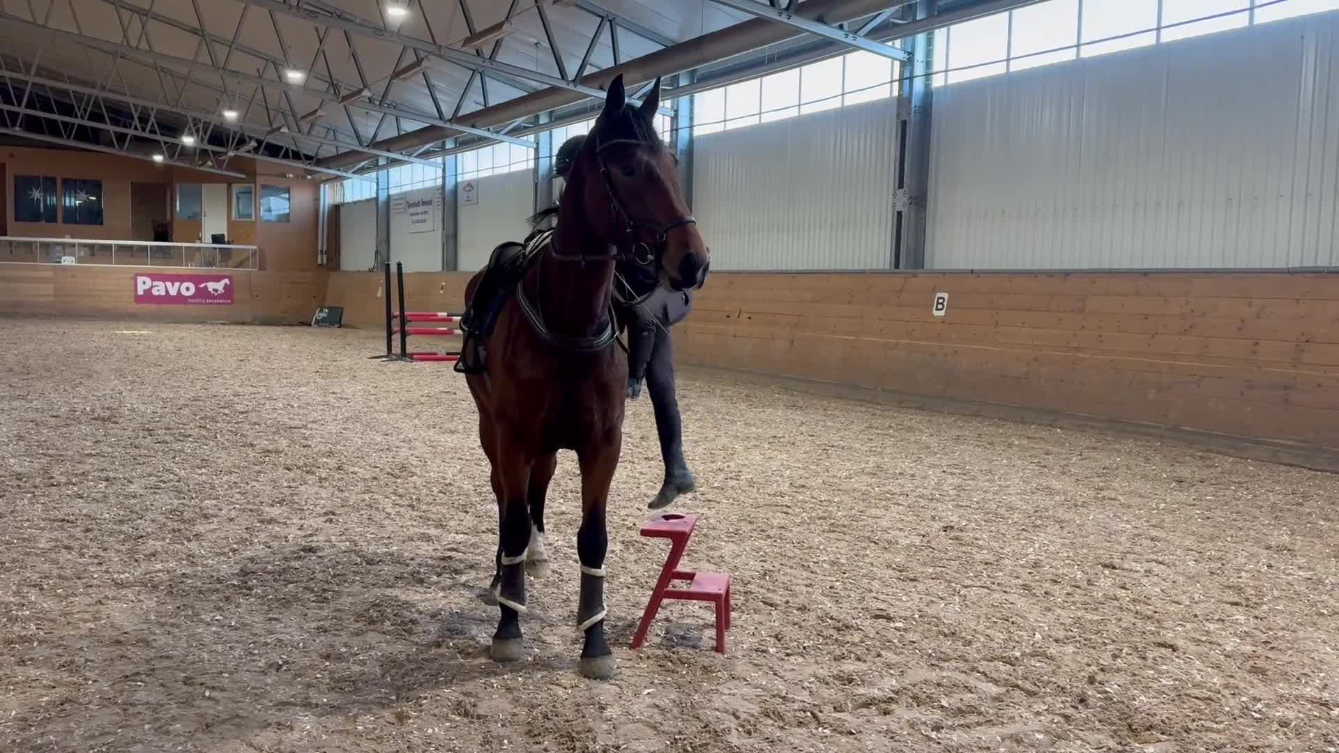 Dressyr hästar till salu: Fynda unghäst! - Video 4