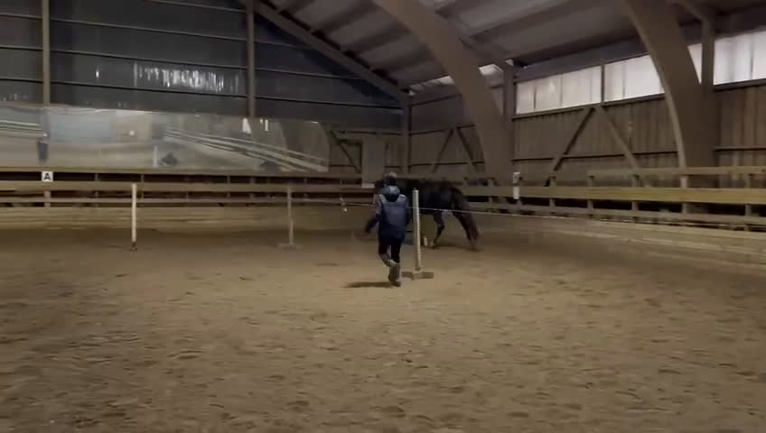 Hoppning hästar till salu: Gustaf V - lovande unghäst med fina kvaliteter - Video 1