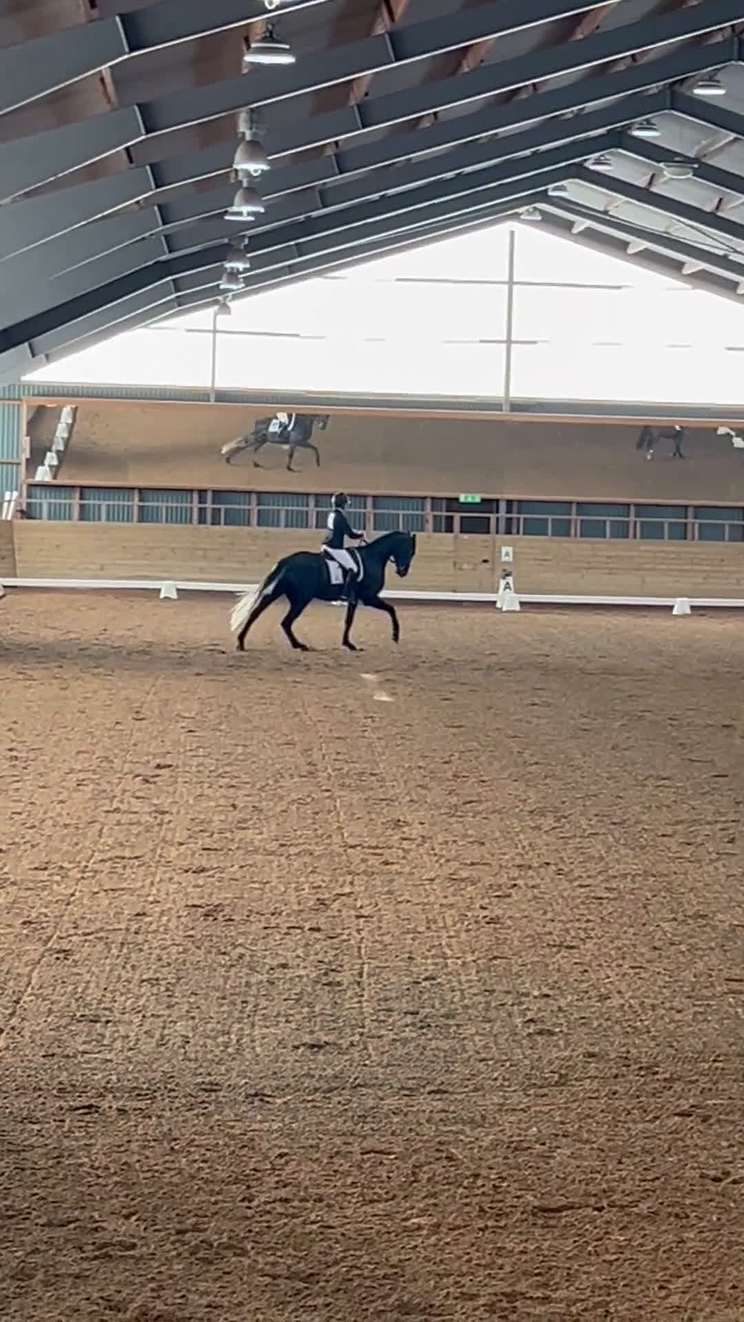 Dressyr hästar till salu: En riktig drömhäst i Norrköping - Video 2